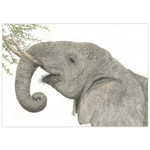 #elefant